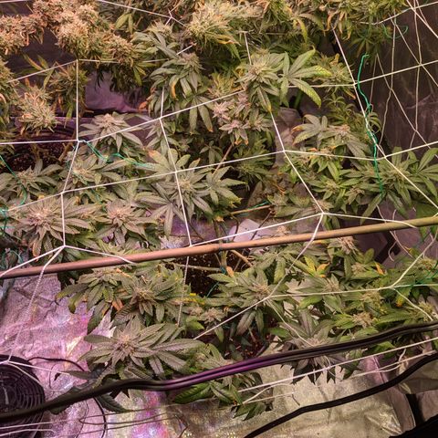 Blueberry kush #2 growlog timeline photo