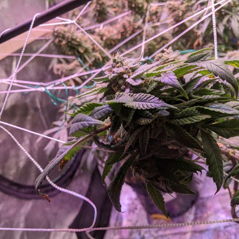 Blueberry kush #2 growlog timeline photo