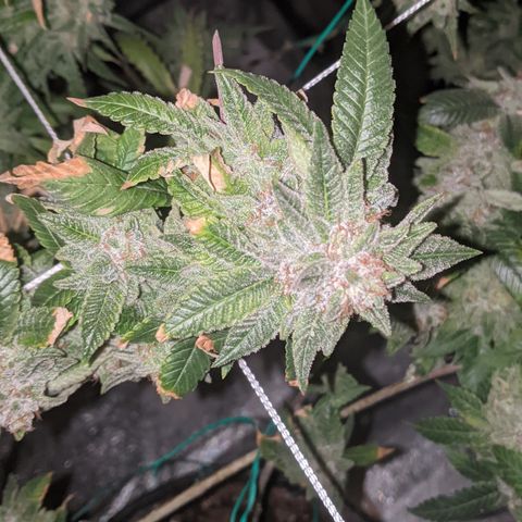 Blueberry kush #2 growlog timeline photo