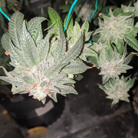 Blueberry kush #2 growlog timeline photo