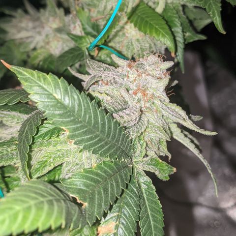 Blueberry kush #2 growlog timeline photo