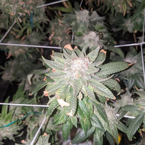 Blueberry kush #2 growlog timeline photo