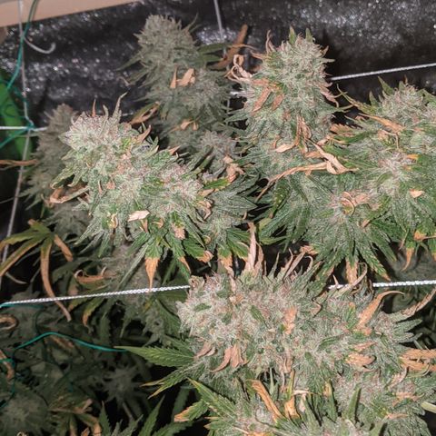 Strawberry clones #1 left growlog timeline photo