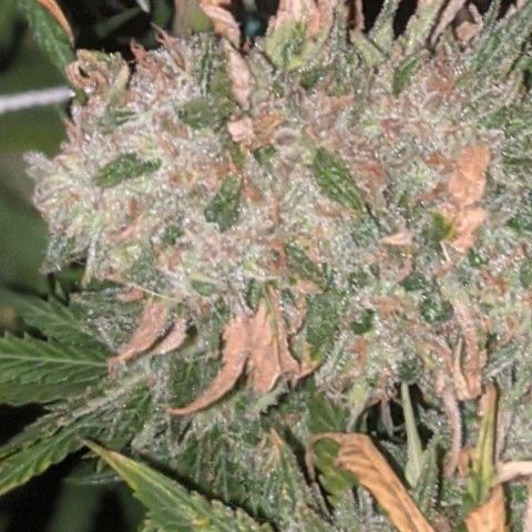 Strawberry clones #1 left growlog timeline photo