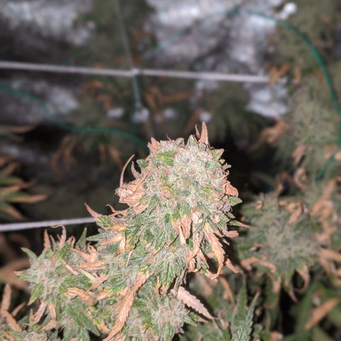 Strawberry clones #1 left growlog timeline photo