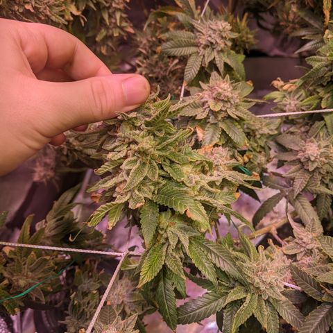 Blueberry kush #2 growlog timeline photo
