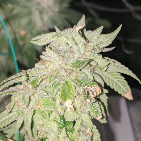 Blueberry kush #2 growlog timeline photo