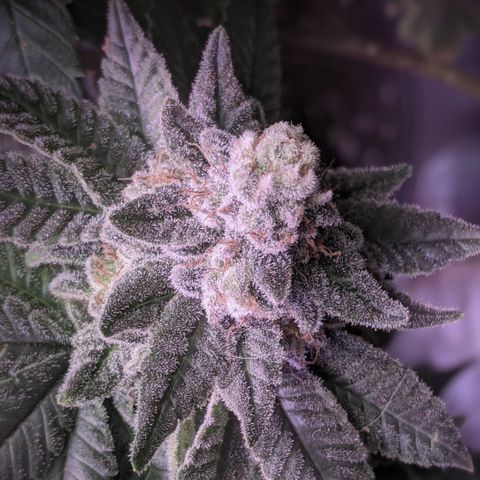 Blueberry kush #2 growlog timeline photo