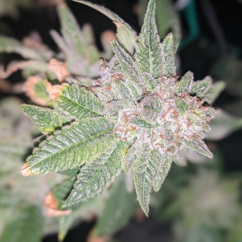 Blueberry kush #2 growlog timeline photo