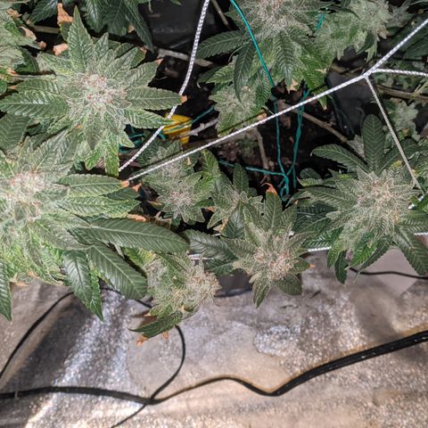 Blueberry kush #2 growlog timeline photo