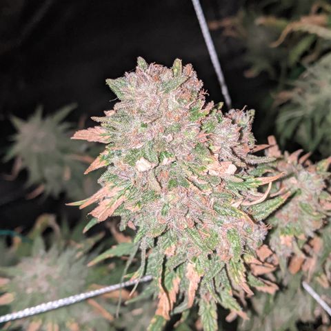 Strawberry clones #1 left growlog timeline photo