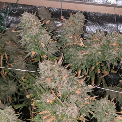 Strawberry clones #1 left growlog timeline photo