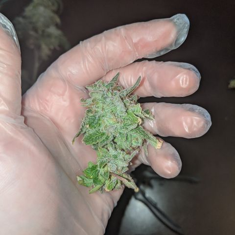Blueberry kush #2 growlog photo: Harvest pretrim
