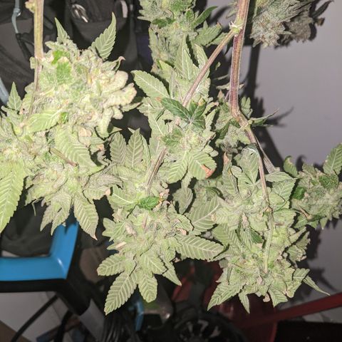 Blueberry kush #2 growlog photo: Harvest pretrim