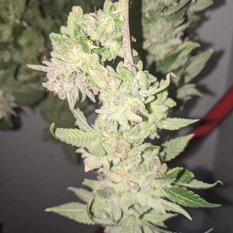 Blueberry kush #2 growlog photo: Harvest pretrim