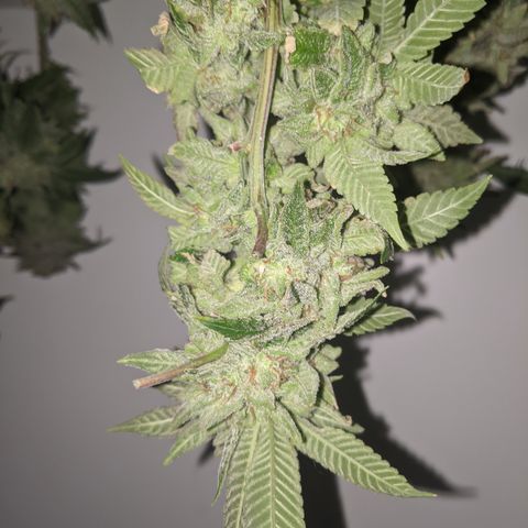 Blueberry kush #2 growlog photo: Harvest pretrim