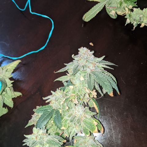 Blueberry kush #2 growlog photo: Harvest pretrim
