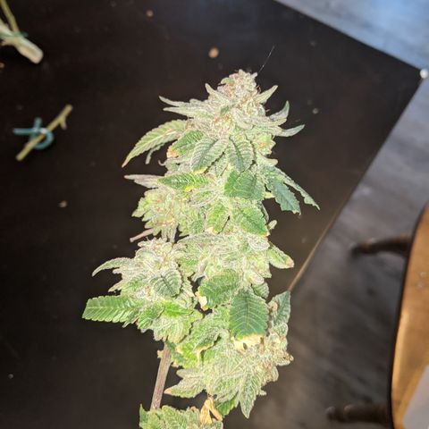 Blueberry kush #2 growlog photo: Harvest pretrim