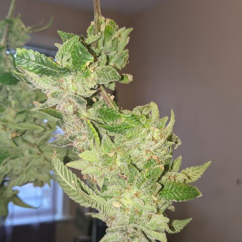 Blueberry kush #2 growlog photo: Harvest pretrim