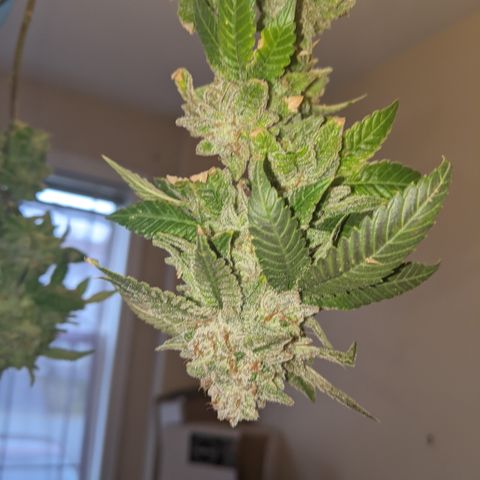 Blueberry kush #2 growlog photo: Harvest pretrim