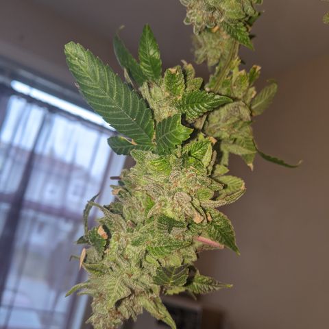 Blueberry kush #2 growlog photo: Harvest pretrim