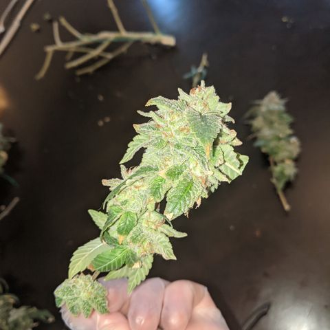 Blueberry kush #2 growlog photo: Harvest pretrim