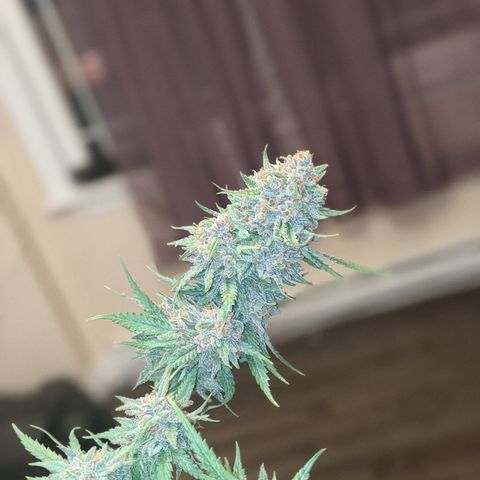 Strawberry clones #1 left growlog timeline photo