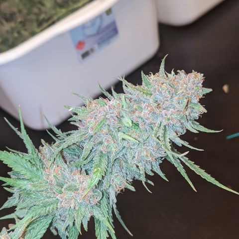 Strawberry clones #1 left growlog timeline photo