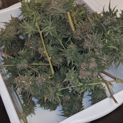 Strawberry clones #1 left growlog timeline photo