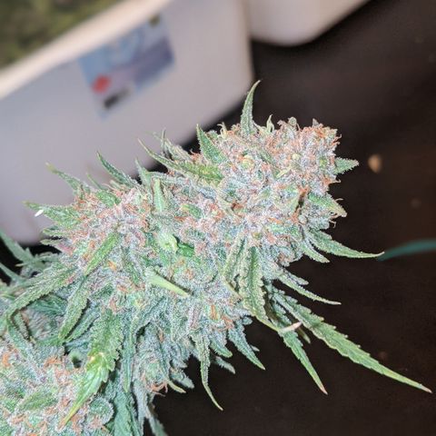 Strawberry clones #1 left growlog timeline photo