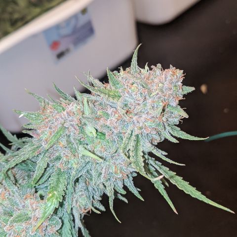 Strawberry clones #1 left growlog timeline photo