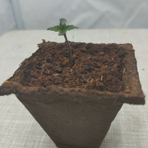 -Dome-Crusher*CC7 growlog timeline photo