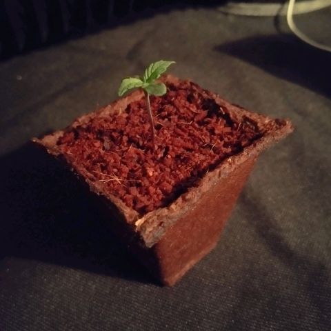 -Dome-Crusher*CC7 growlog timeline photo