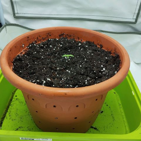 -Dome-Crusher*CC7 growlog timeline photo