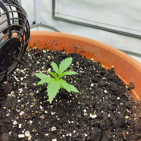 -Dome-Crusher*CC7 growlog timeline photo