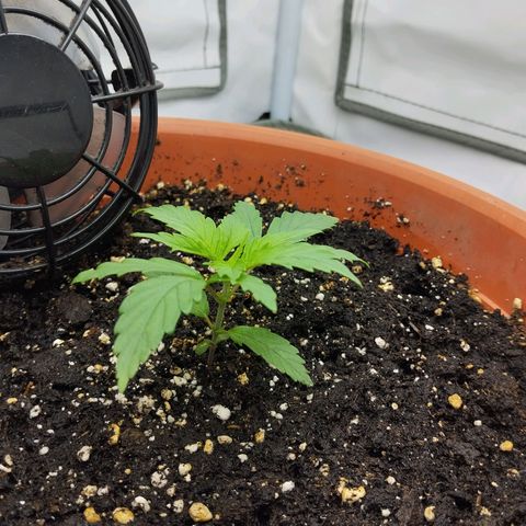 -Dome-Crusher*CC7 growlog timeline photo