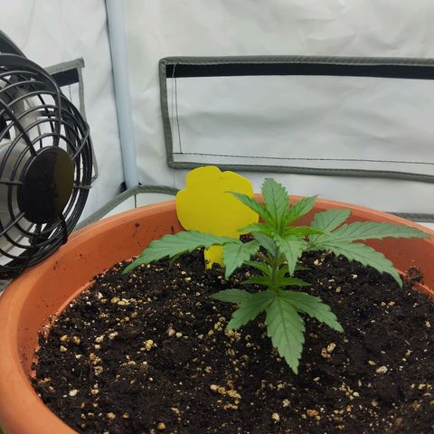-Dome-Crusher*CC7 growlog timeline photo