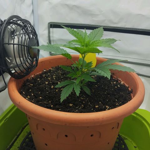 -Dome-Crusher*CC7 growlog timeline photo