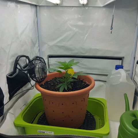-Dome-Crusher*CC7 growlog timeline photo