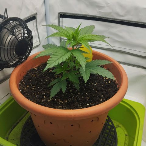 -Dome-Crusher*CC7 growlog timeline photo