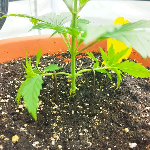 -Dome-Crusher*CC7 growlog timeline photo
