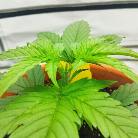 -Dome-Crusher*CC7 growlog timeline photo