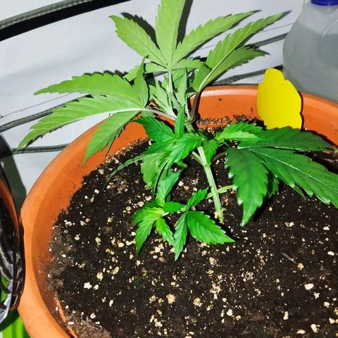 -Dome-Crusher*CC7 growlog photo: LST + Topping