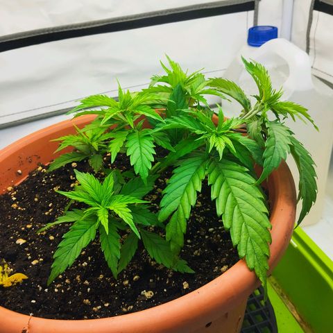 -Dome-Crusher*CC7 growlog timeline photo