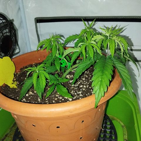 -Dome-Crusher*CC7 growlog photo: Start Dünger