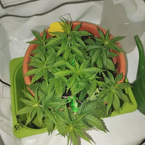-Dome-Crusher*CC7 growlog photo: Blütephase Now !