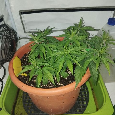 -Dome-Crusher*CC7 growlog photo: Blütephase Now !