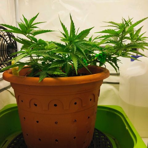 -Dome-Crusher*CC7 growlog timeline photo