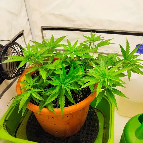 -Dome-Crusher*CC7 growlog timeline photo