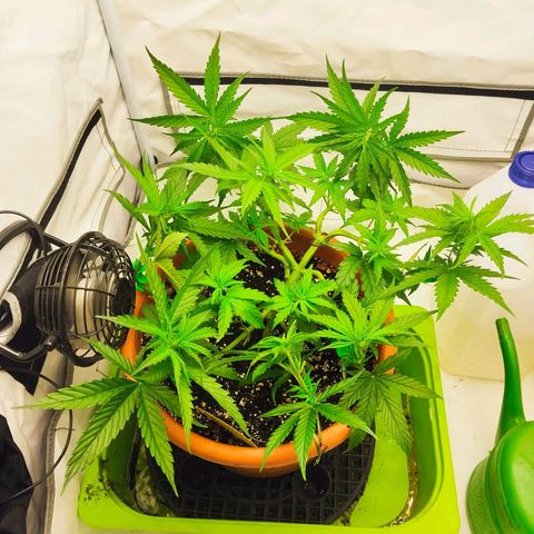 -Dome-Crusher*CC7 growlog timeline photo